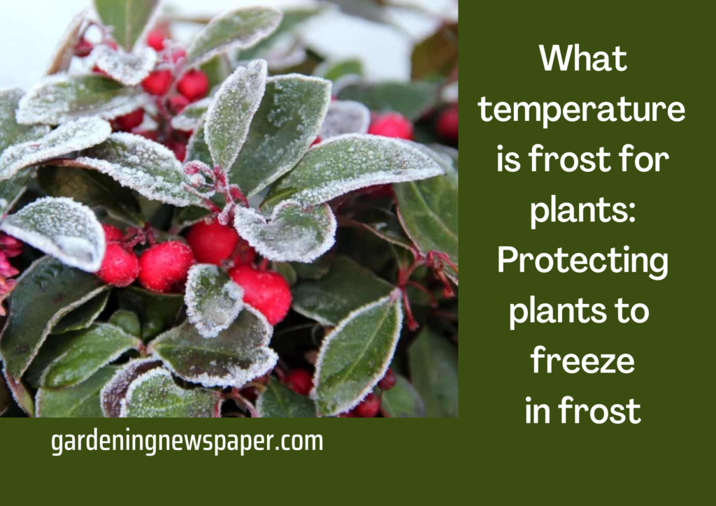 What temperature is frost for plants