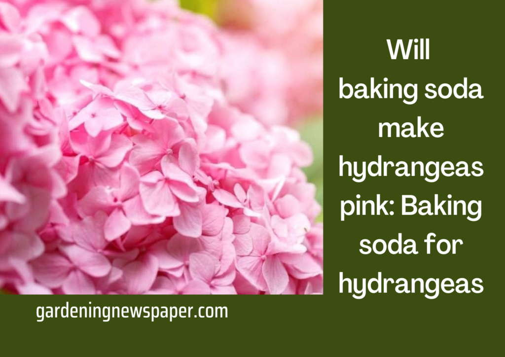 Will baking soda make hydrangea pink