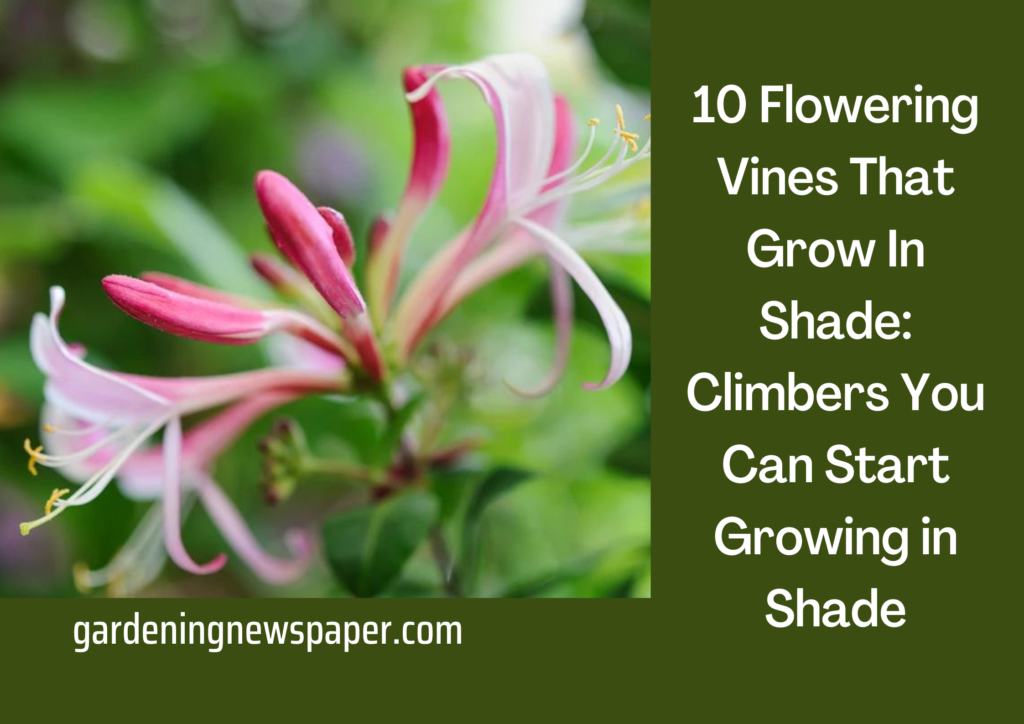Flowering Vines That Grow In Shade