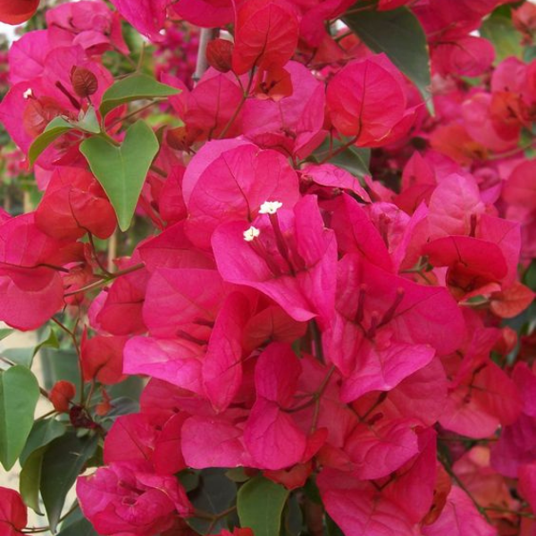 All about the Bougainvillea plant- 