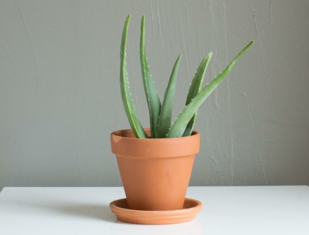 Aloe as an office plant