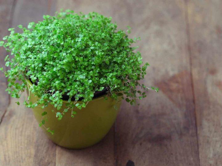 Baby's Tears plant can be near pets safely