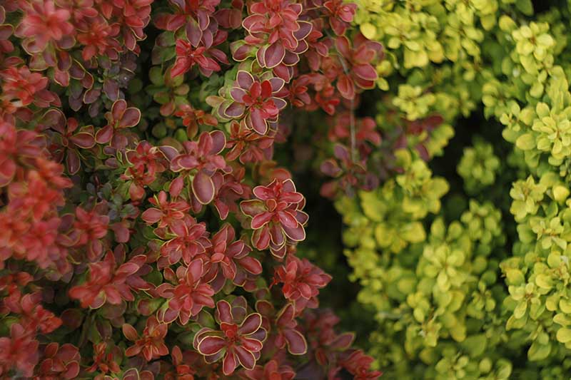 Barberry can grow in partial shade