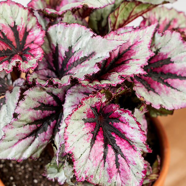 Begonia plant care- A complete guide