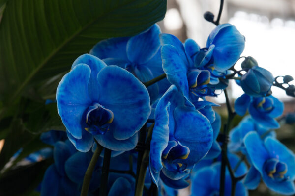 Blue flowering  Orchid 