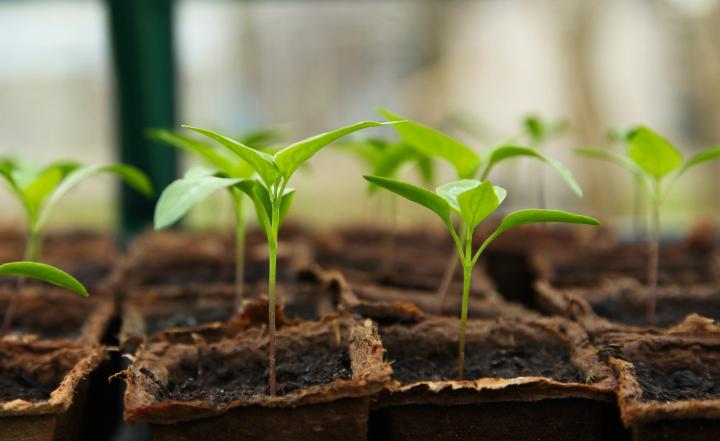 But how to do you know when to transplant the seedlings?