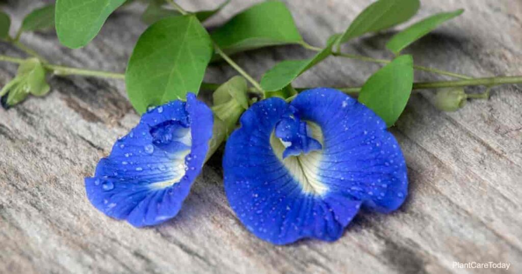 Butterfly Pea is a vine for shade