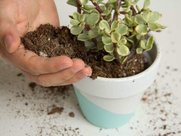 Can cactus or orchid soil be mixed with jade plants