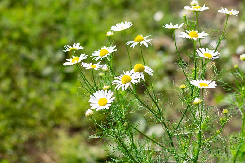 Chamomile is a great herb to plant in the fall