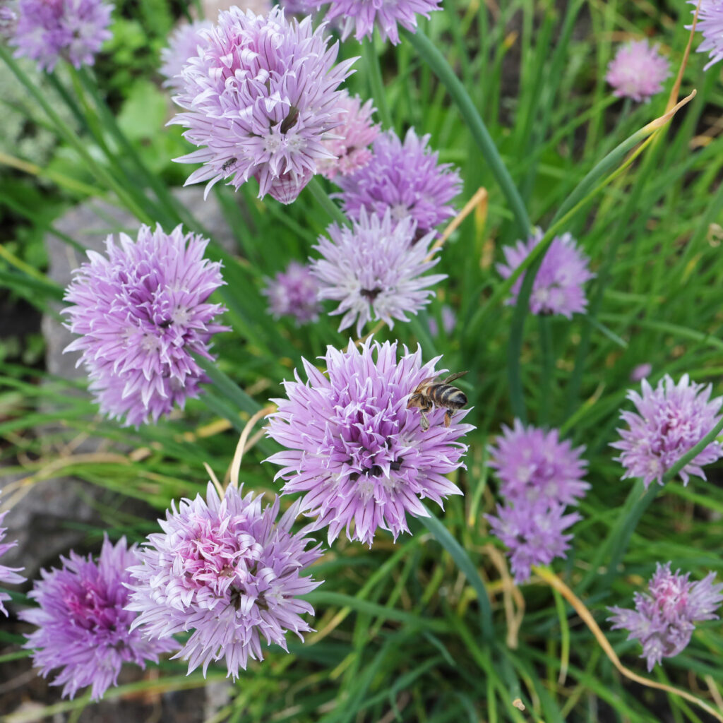Chives are the herbs you can plant in the fall