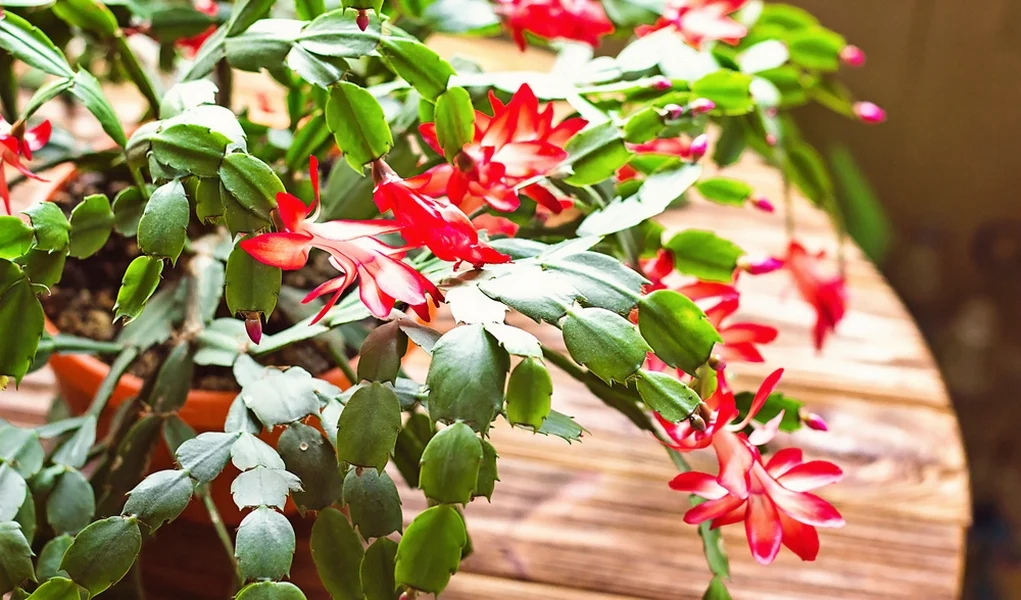 Christmas Cactus is also safe for pets