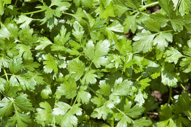 Cilantro is another fall herb to grow