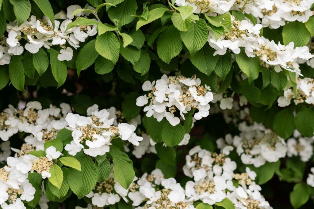 Climbing Hydrangea is another vine to grow in the shade