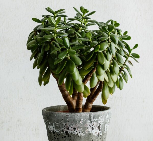 Common Signs that you are using improper Soil Mix for Jade Plants