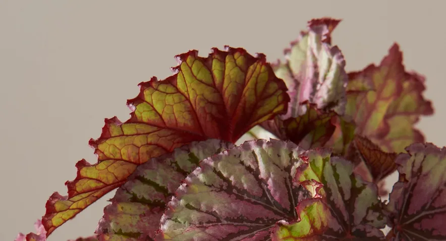 So this is how you may care for the begonia plant-