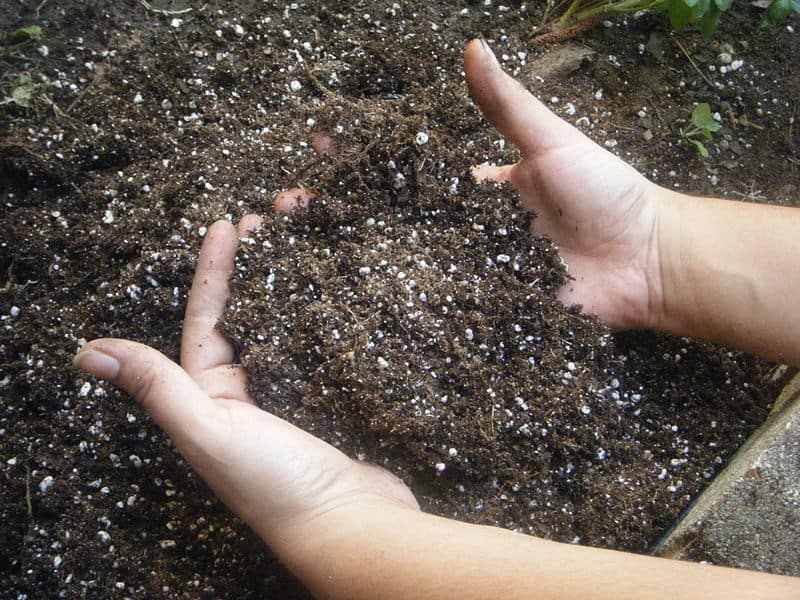 Does potting soil go bad; what all you need to know