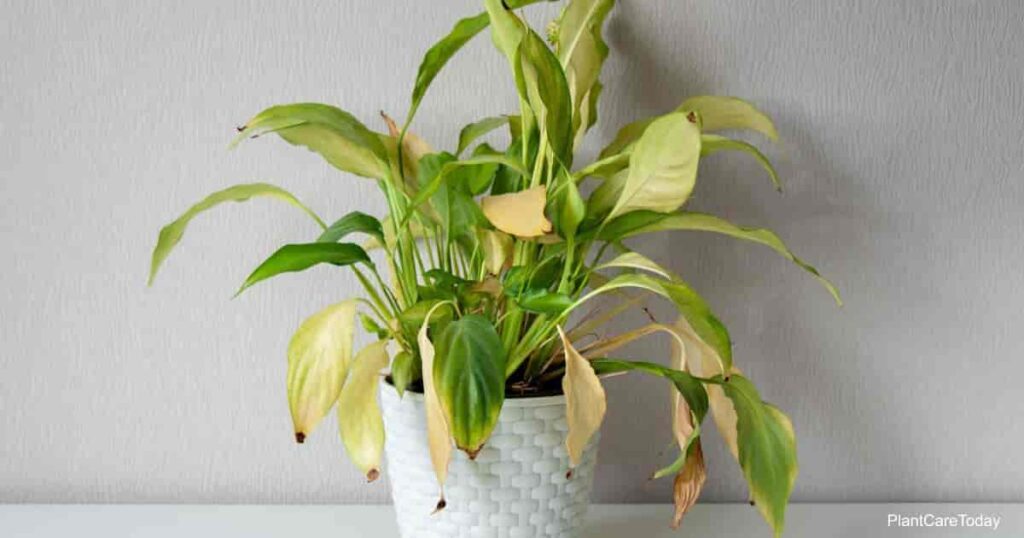 Drainage problems can also cause peace lily leaves to turn brown