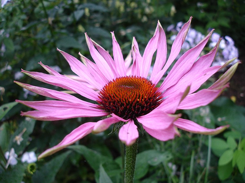 Echinacea are the herbs for the fall season