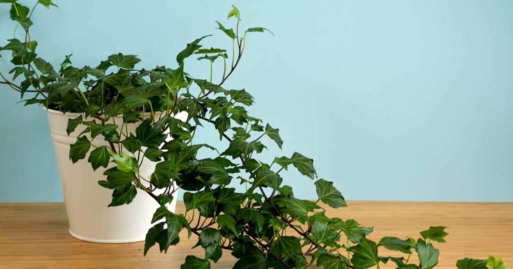 English Ivy as an office plant