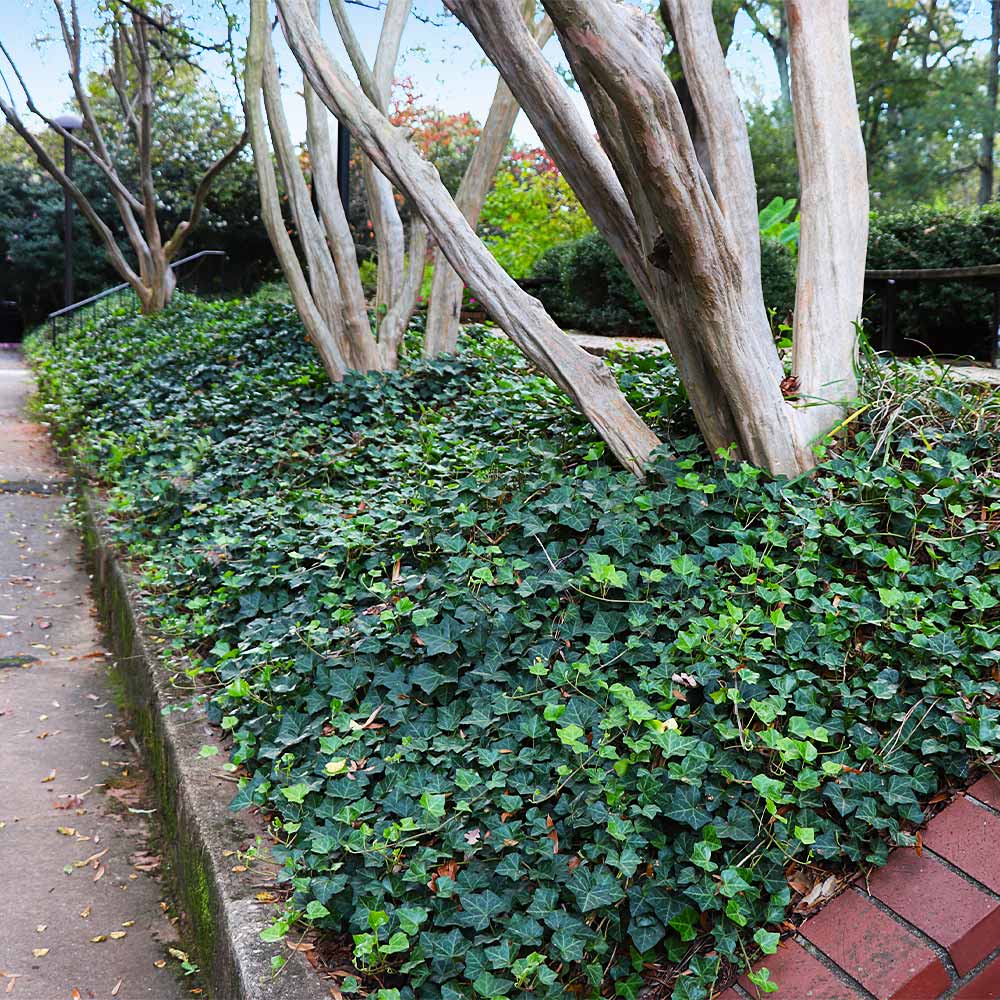 English Ivy vine can grow in shade