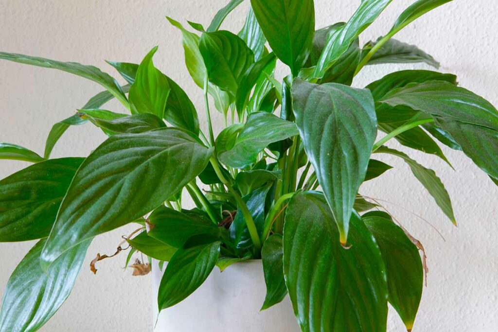 Excessive Water can make your peace lily flowers go brown