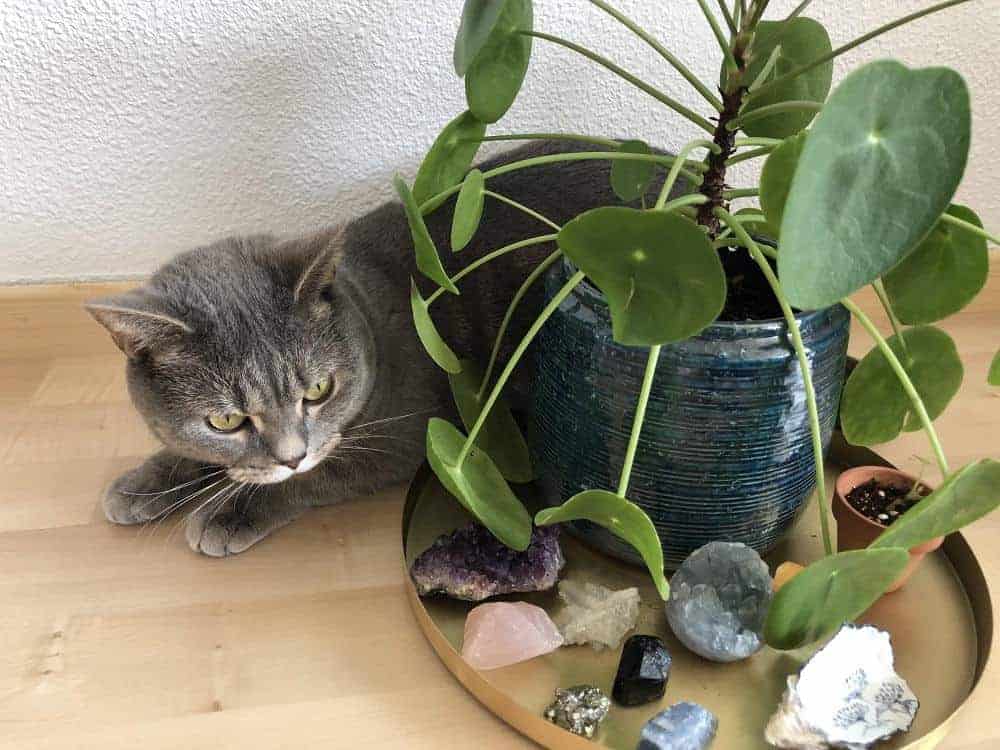 Friendship Plant is a safe plant for pets