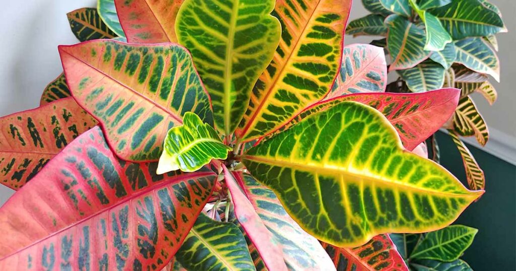Garden croton - red leaf indoor plant