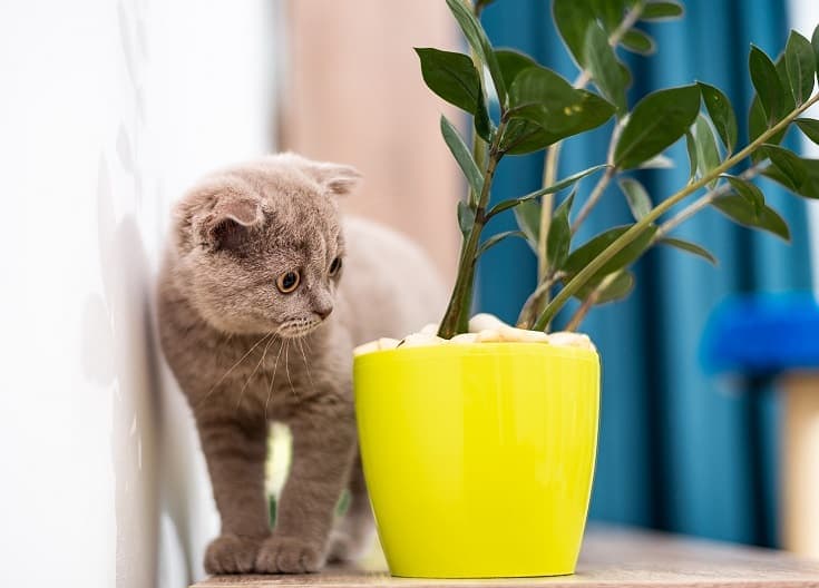 Goldfish plant is safe for cats and dogs