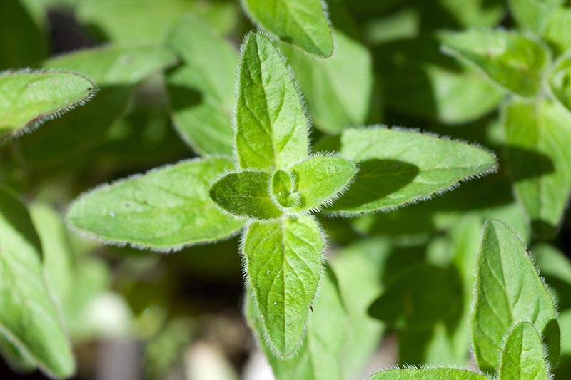 Greece's oregano herb to plant in fall