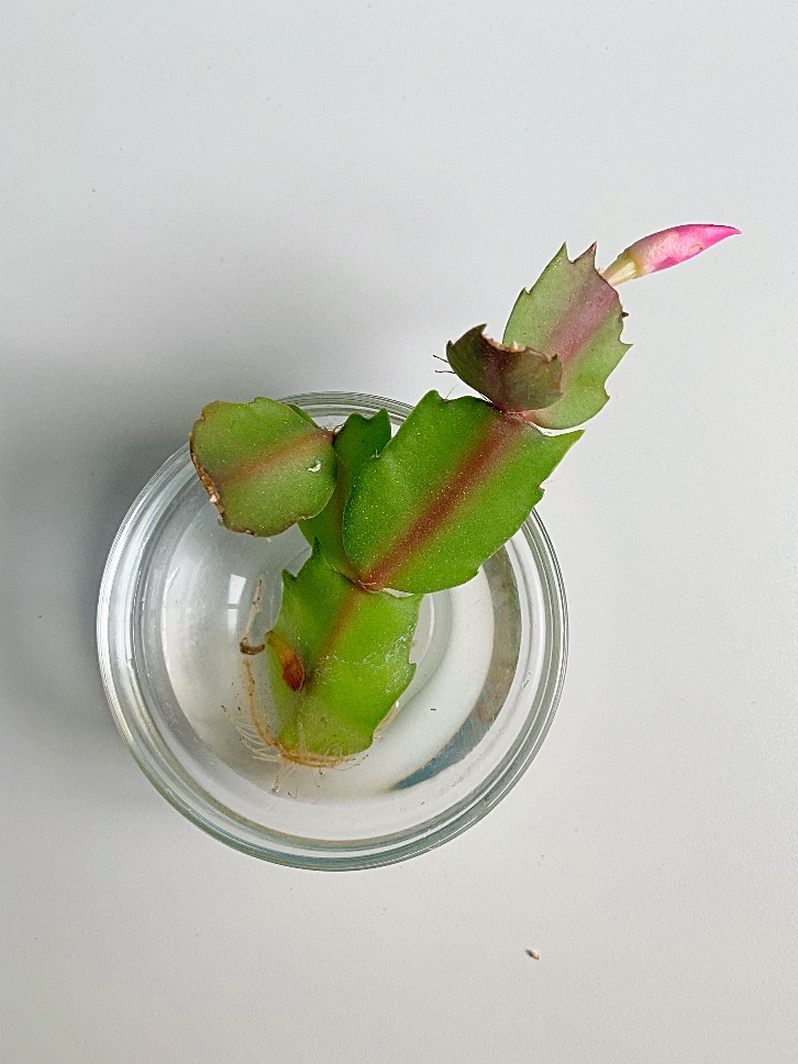 Grow from stem cuttings: propagating Christmas cactus