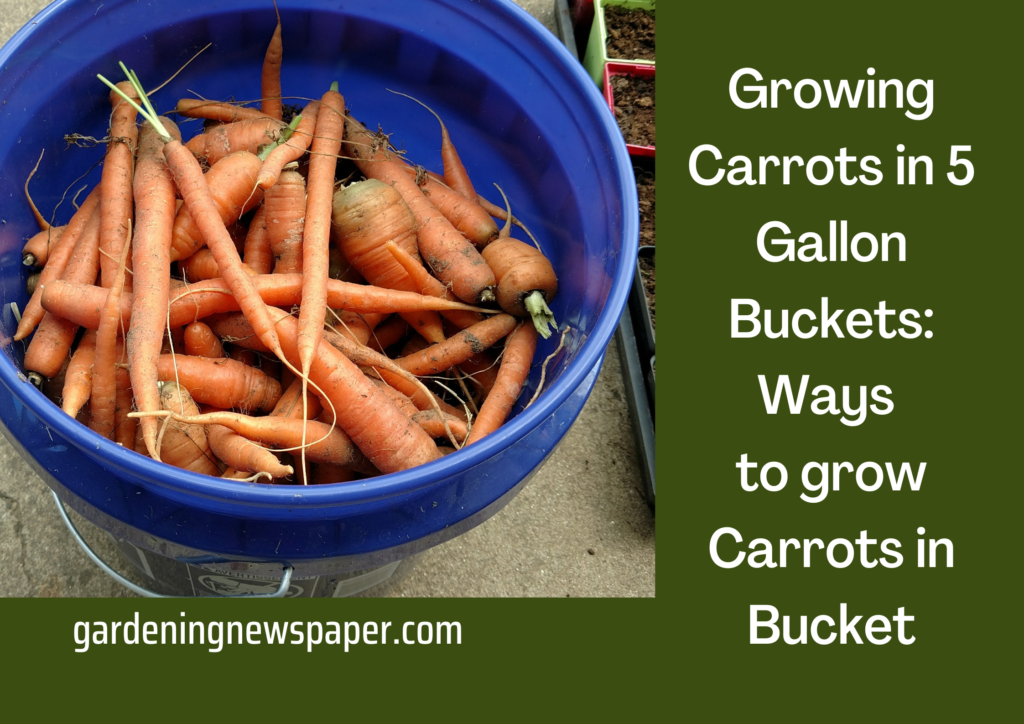 Growing Carrots in 5 Gallon Buckets