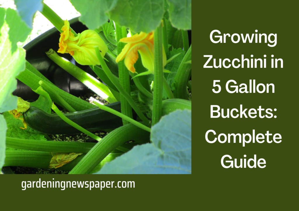 Growing Zucchini in 5 Gallon Buckets
