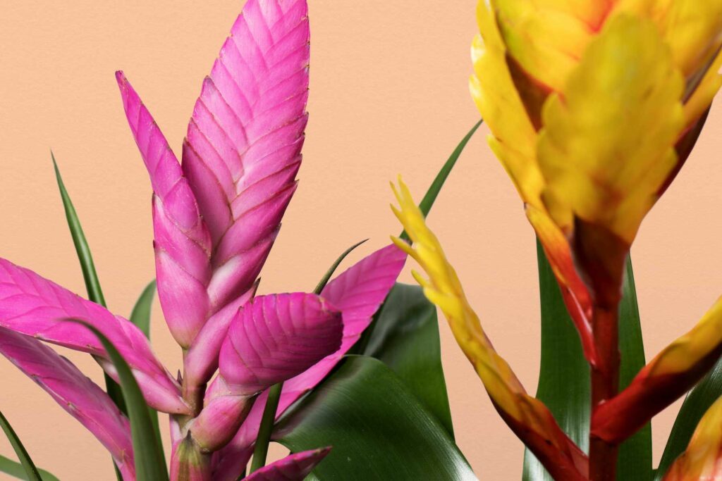 How often should you water a bromeliad plant?