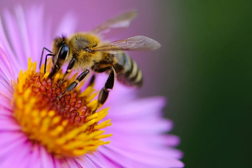 How to attract honey bees to your garden