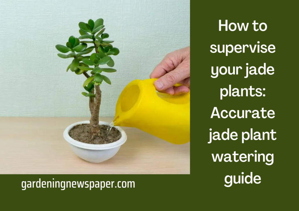 How to supervise your jade plants