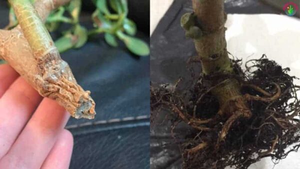 Jade-Plant-from-Root-Rot-symptoms