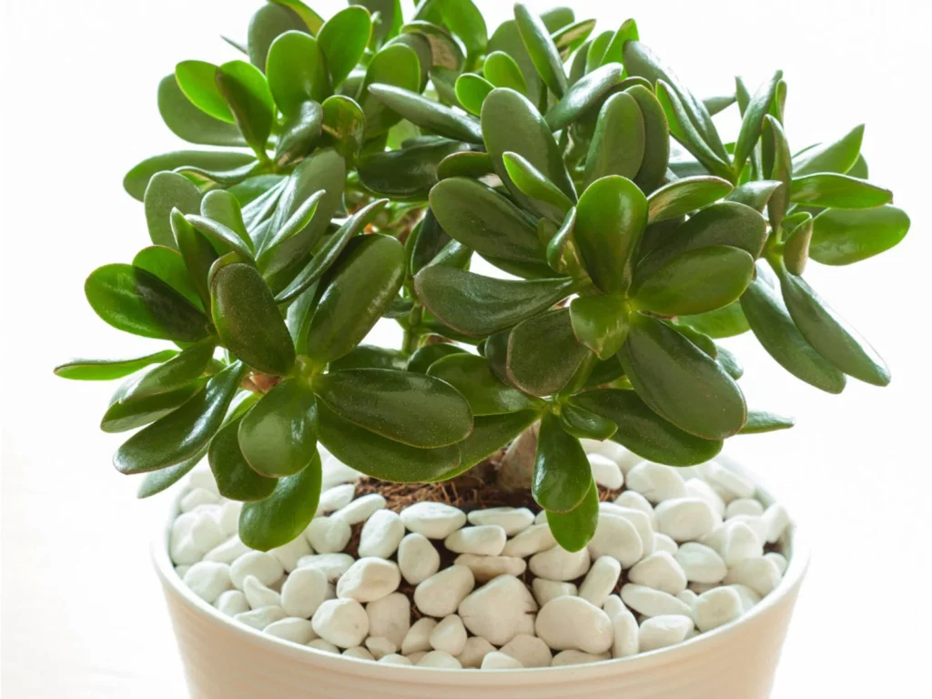 Jade as an office plant
