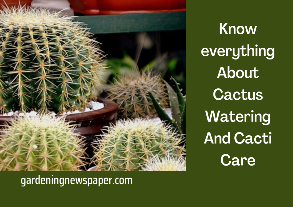 Know everything About Watering And Cacti care