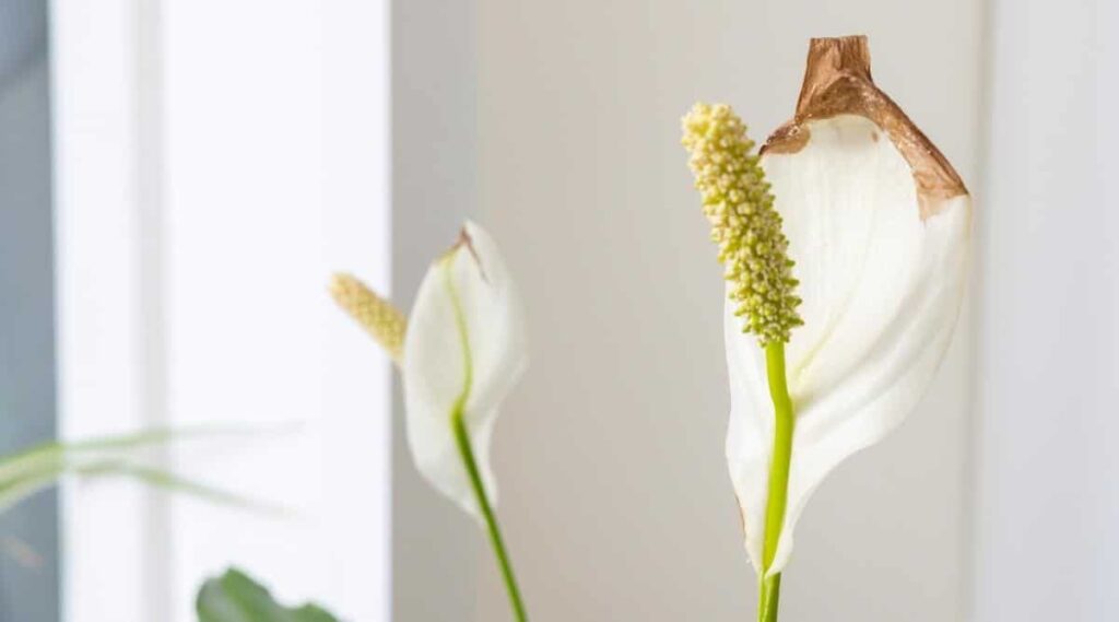  Lack of humidity is another reason for peace lily leaves to turn brown