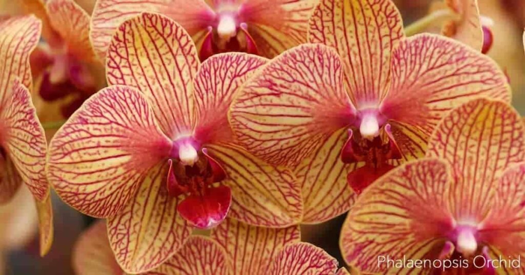 Moth orchid is another red leaf indoor plant