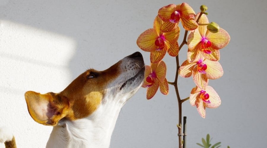Orchid is a safe plant for dogs and cats