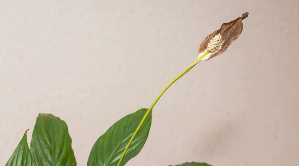 Overfertilizing the peace lily may lead to the browning of leaves