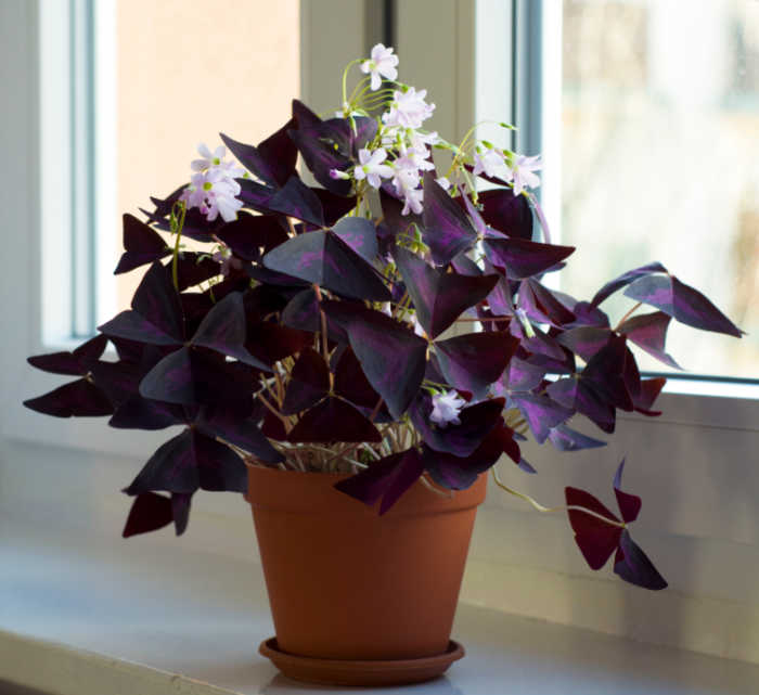 Oxalis as an office plant