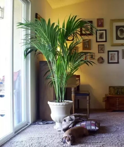 Parlor Palm is safe for pets