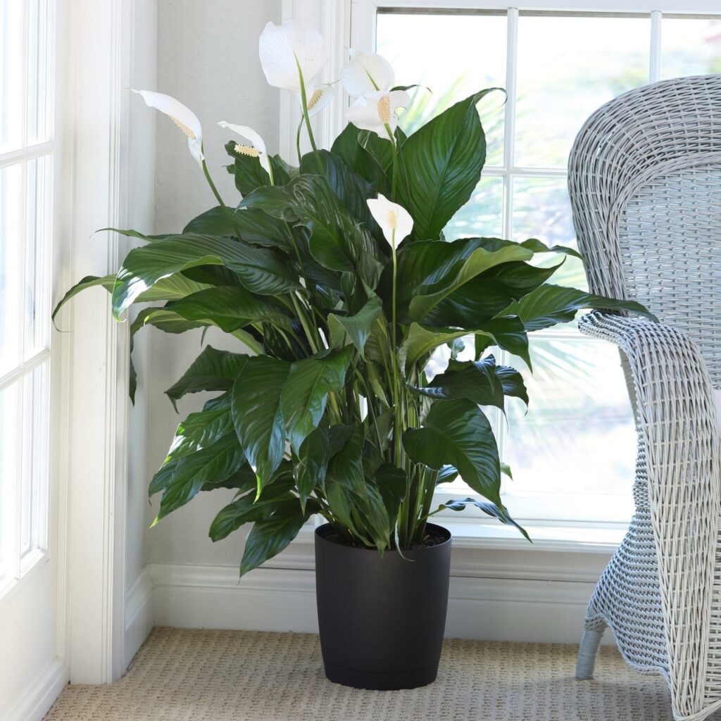 Peace Lily as an office plant