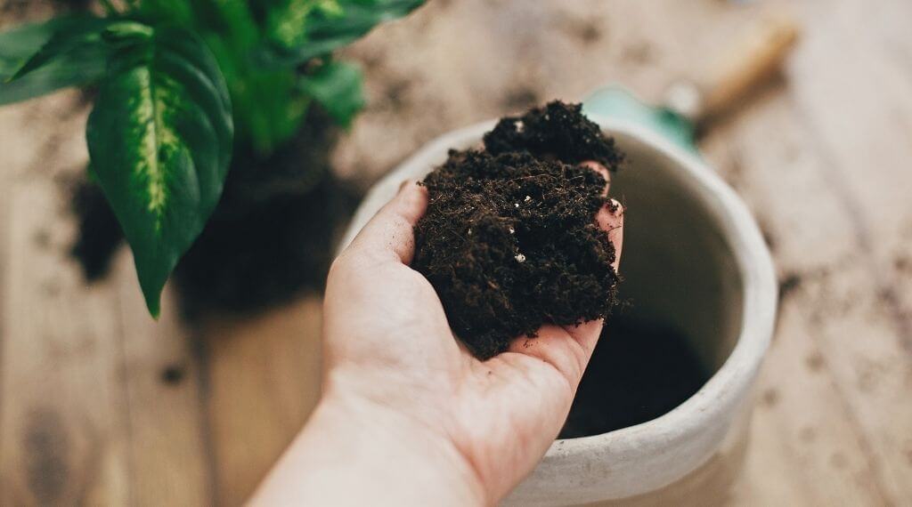 Peat moss is commonly the primary ingredient of potting mix