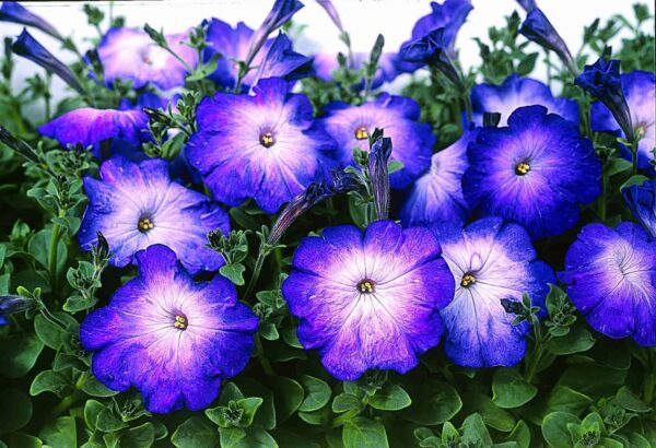 Petunia( blue flowers )
