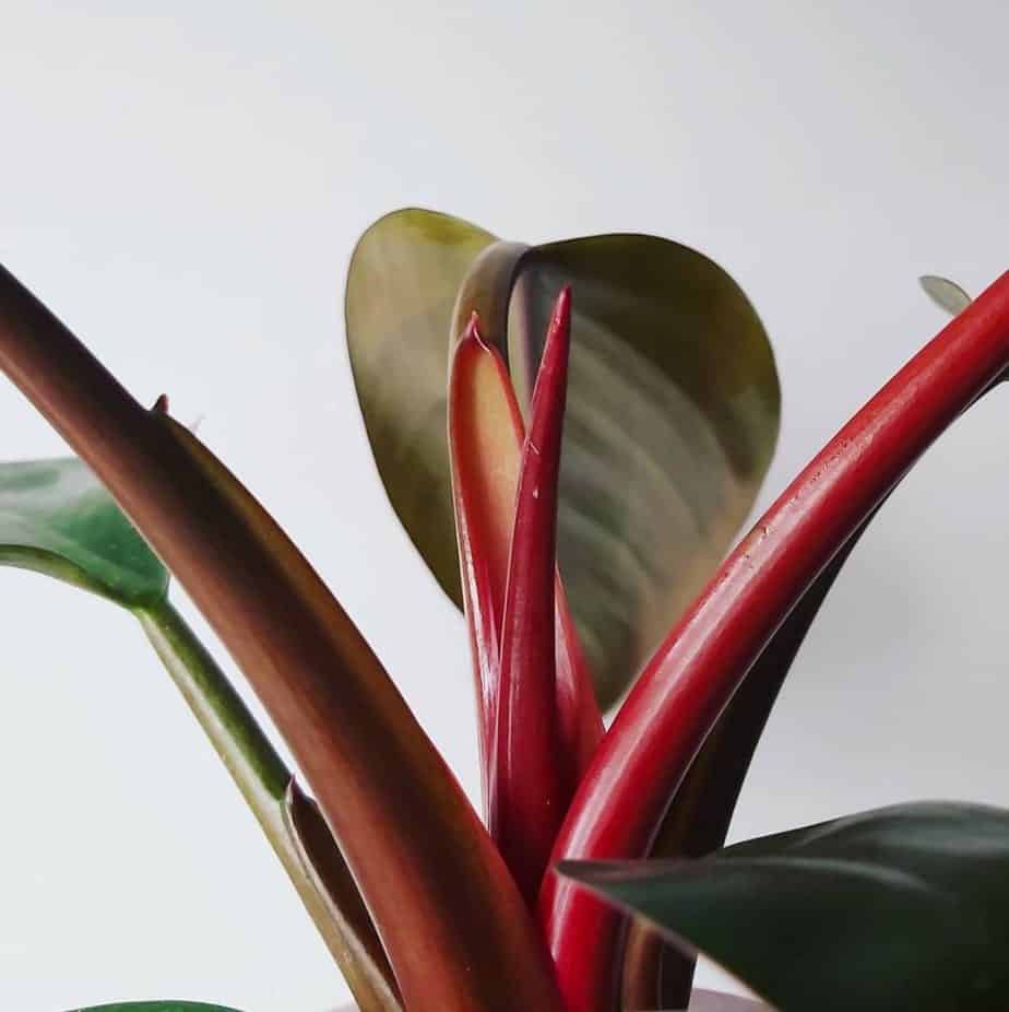 Philodendron Imperial Red is a red-leaf indoor plant