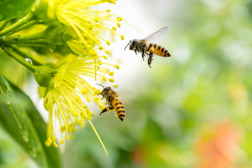 Plants and trees that attract honey bees to your garden-