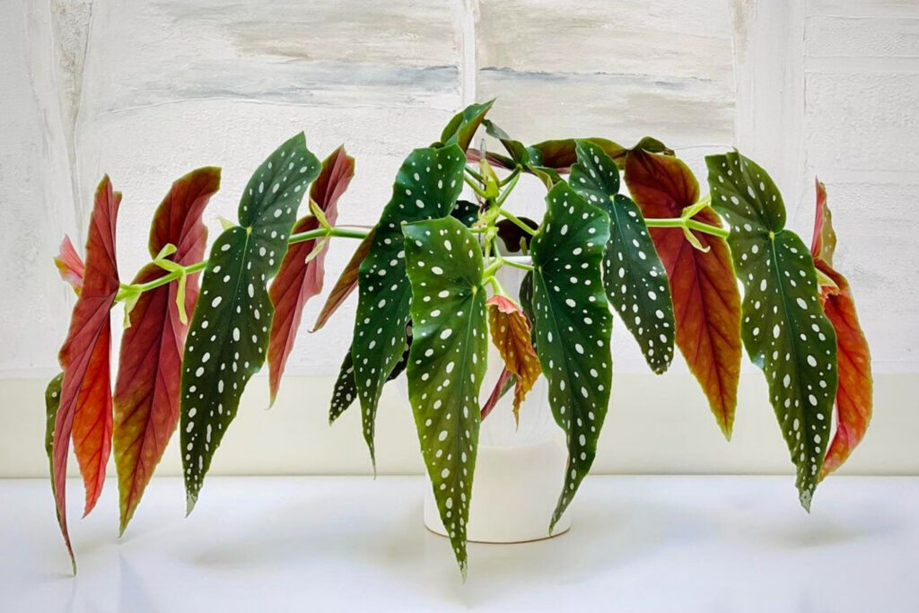 Polka dot begonia red leaf plant